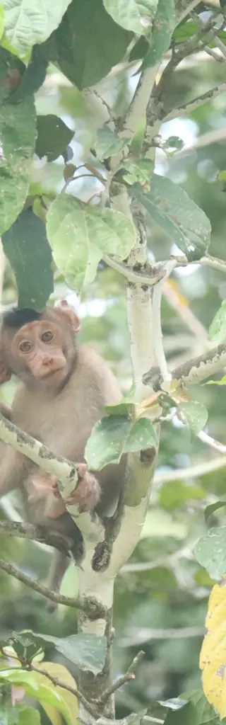 Geführte Reise durch Borneo: Stadt, Berge, Strand und Orang-Utans